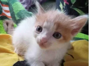 Gato raça SRD-ViraLata idade Abaixo de 2 meses nome Pequi