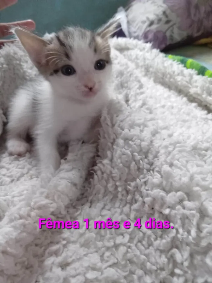 Gato ra a SRD-ViraLata idade Abaixo de 2 meses nome Pear