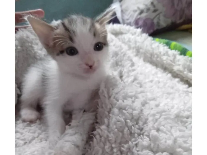 Gato ra a SRD-ViraLata idade Abaixo de 2 meses nome Pear