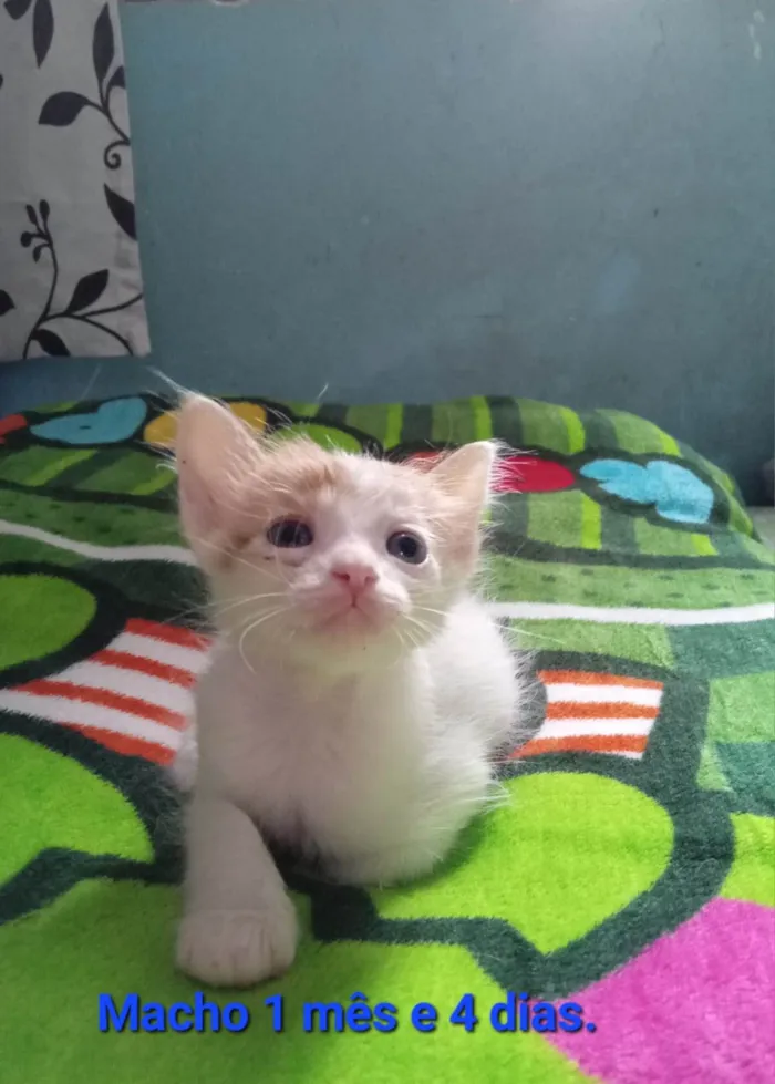 Gato ra a SRD-ViraLata idade Abaixo de 2 meses nome Caqui