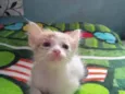 Caqui