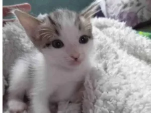 Gato raça SRD-ViraLata idade Abaixo de 2 meses nome Pear