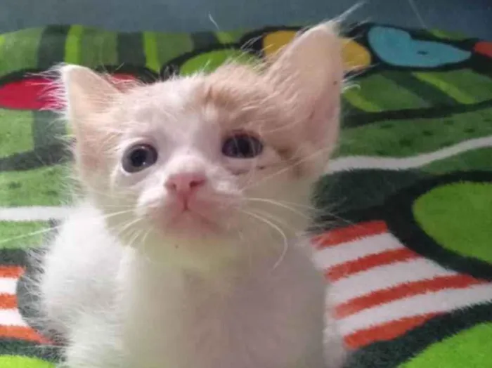 Gato ra a SRD-ViraLata idade Abaixo de 2 meses nome Caqui