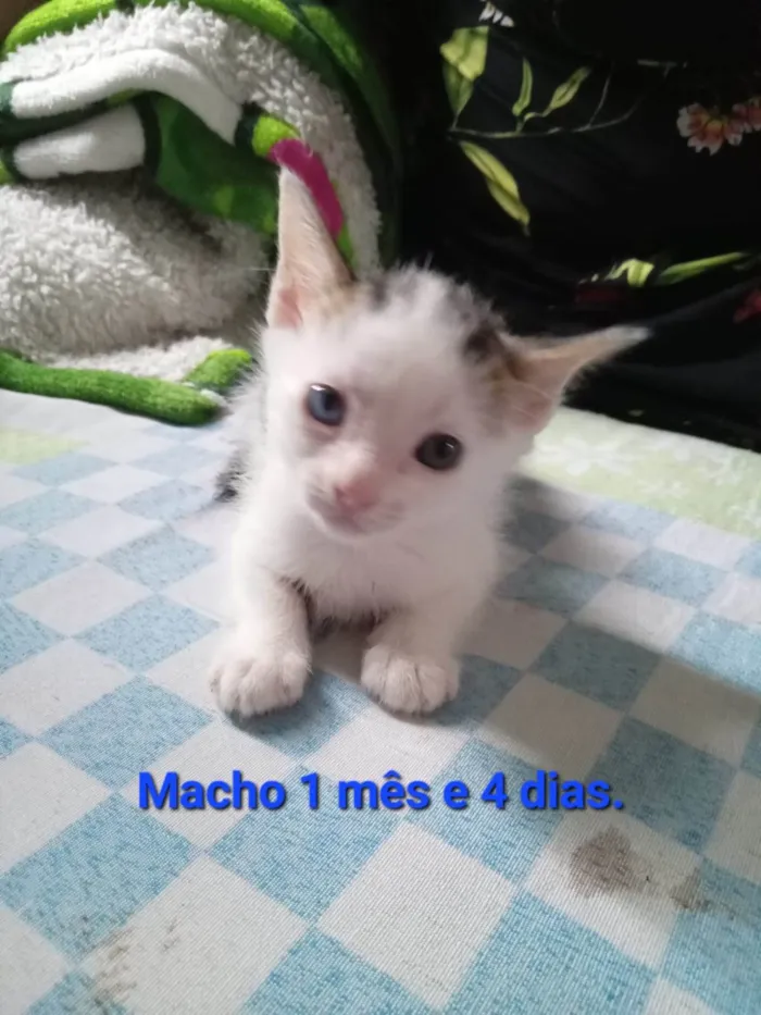 Gato ra a SRD-ViraLata idade Abaixo de 2 meses nome Açaí 