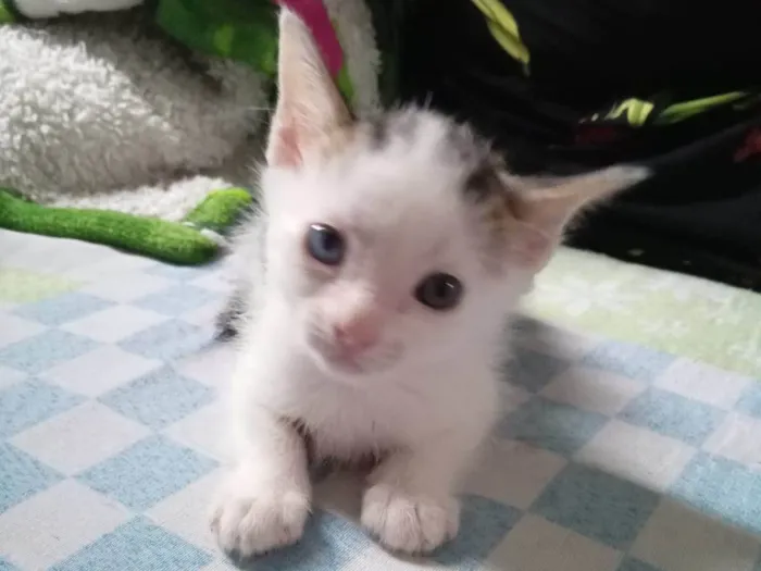 Gato ra a SRD-ViraLata idade Abaixo de 2 meses nome Açaí 