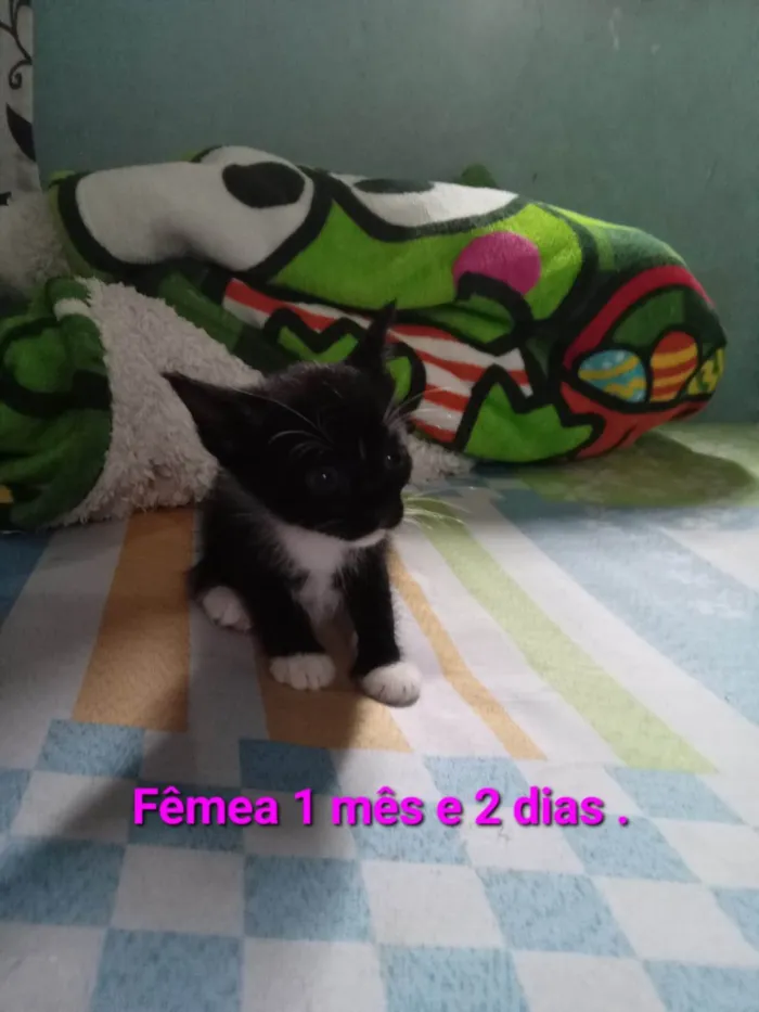 Gato ra a SRD-ViraLata idade Abaixo de 2 meses nome Apple