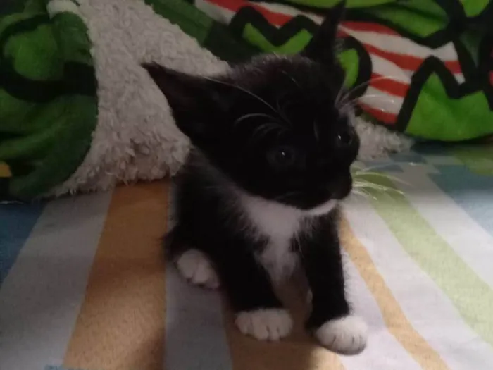 Gato ra a SRD-ViraLata idade Abaixo de 2 meses nome Apple