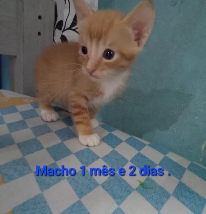 Gato ra a SRD-ViraLata idade Abaixo de 2 meses nome Kiwi
