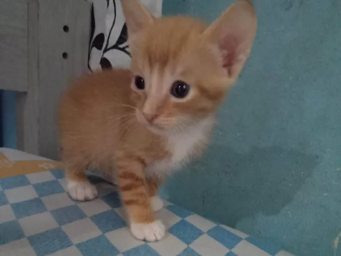 Gato ra a SRD-ViraLata idade Abaixo de 2 meses nome Kiwi