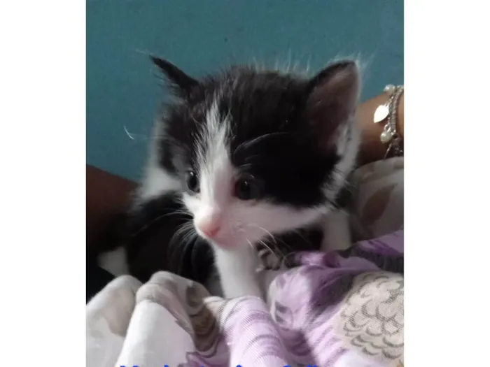 Gato ra a SRD-ViraLata idade Abaixo de 2 meses nome Peach