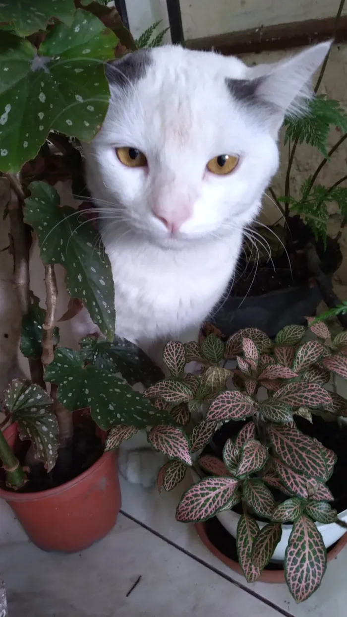 Gato ra a SRD-ViraLata idade 1 ano nome Gatinho Perseu 