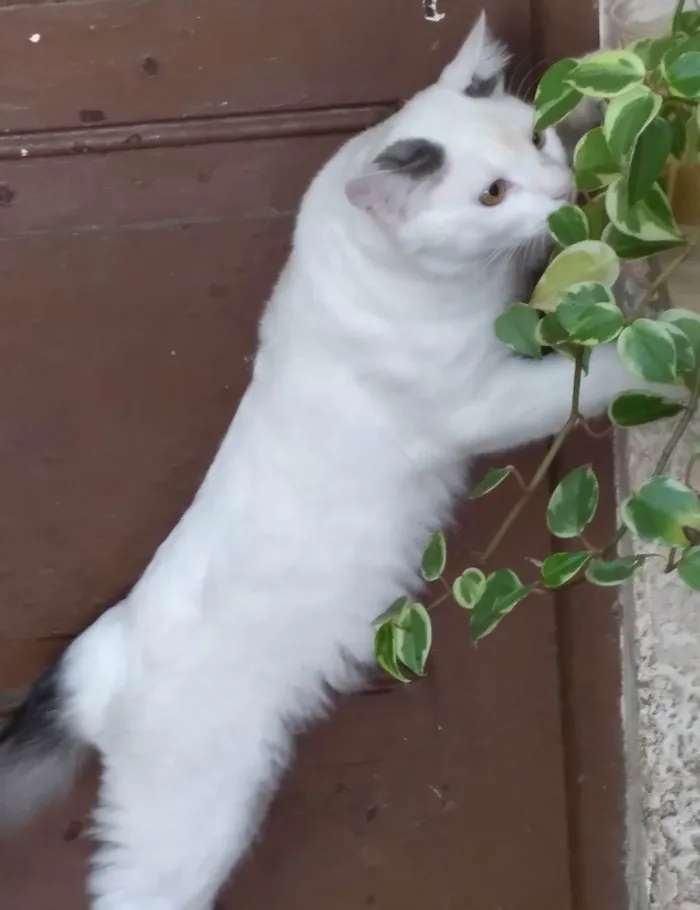 Gato ra a SRD-ViraLata idade 1 ano nome GATÃO PERSEU