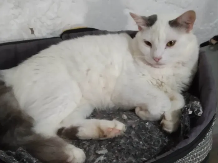 Gato ra a SRD-ViraLata idade 1 ano nome GATÃO PERSEU