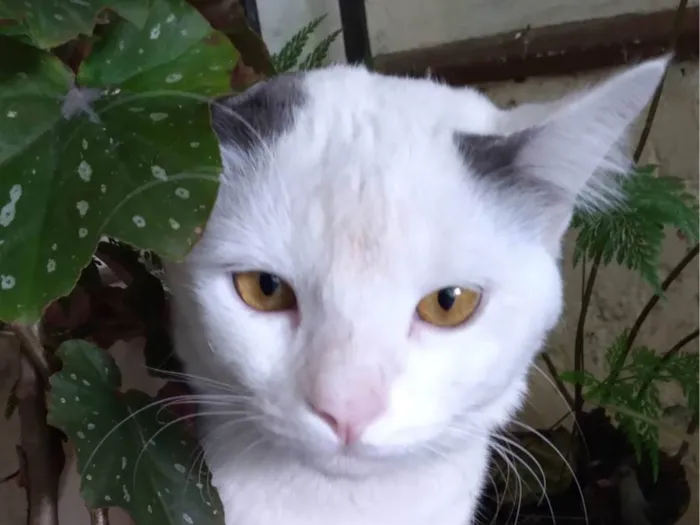 Gato ra a SRD-ViraLata idade 1 ano nome Gatinho Perseu 