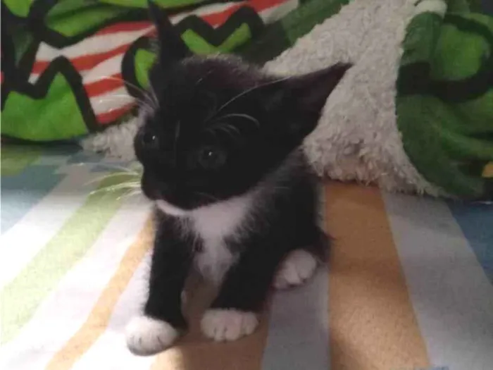Gato ra a SRD-ViraLata idade Abaixo de 2 meses nome Apple
