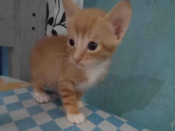 Gato ra a SRD-ViraLata idade Abaixo de 2 meses nome Kiwi