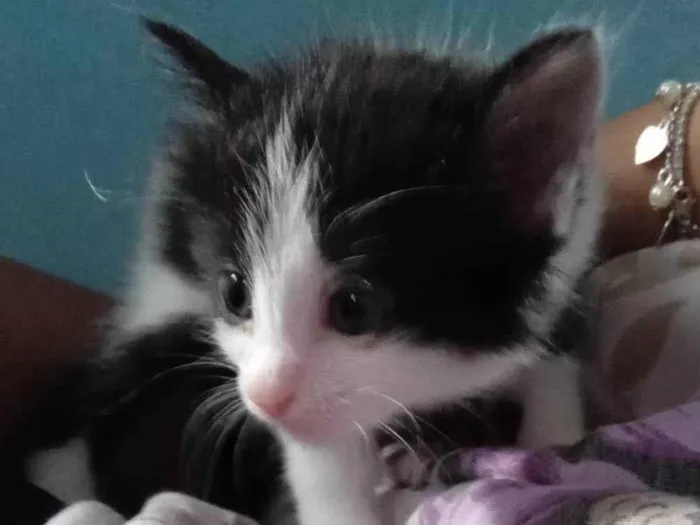 Gato ra a SRD-ViraLata idade Abaixo de 2 meses nome Peach