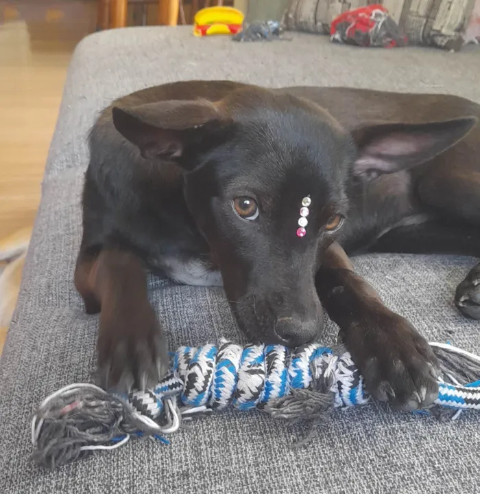 Cachorro ra a Mestiça pincher idade 1 ano nome Lilica