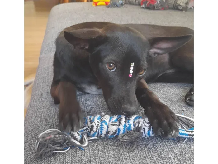 Cachorro ra a Mestiça pincher idade 1 ano nome Lilica
