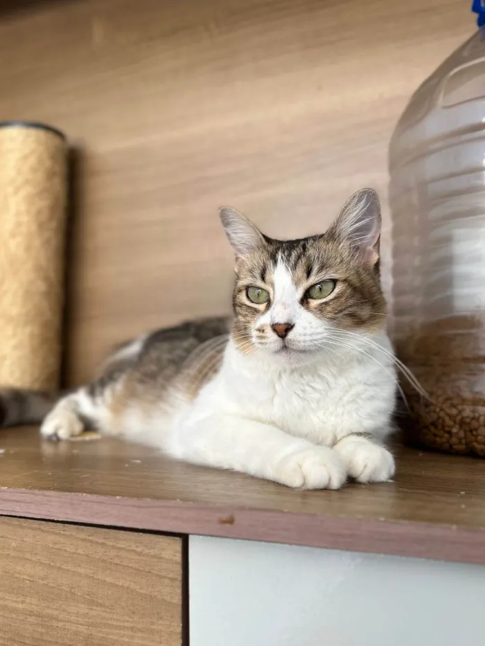 Gato ra a srd idade 1 ano nome RITINHA
