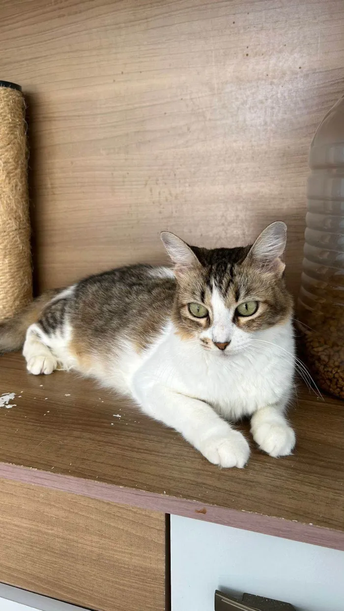 Gato ra a srd idade 1 ano nome RITINHA