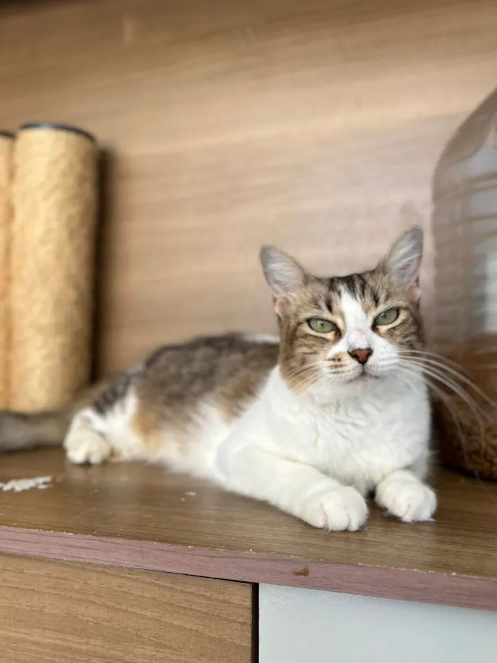 Gato ra a srd idade 1 ano nome RITINHA