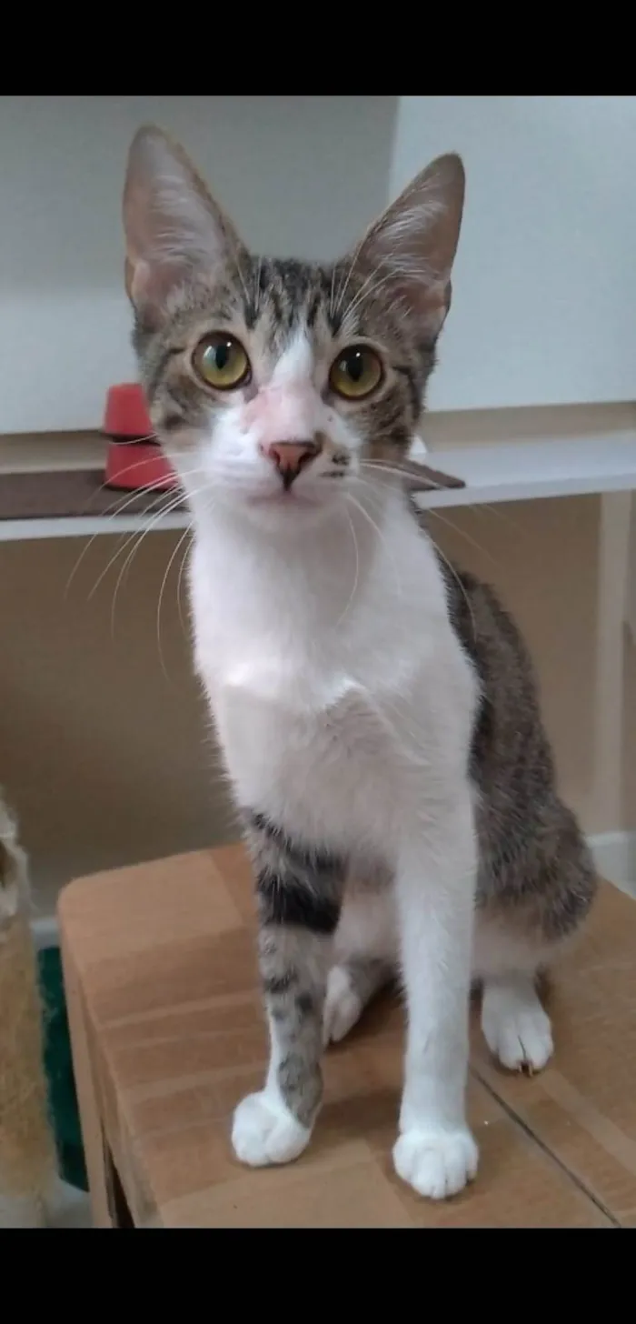 Gato ra a srd idade 1 ano nome RITINHA