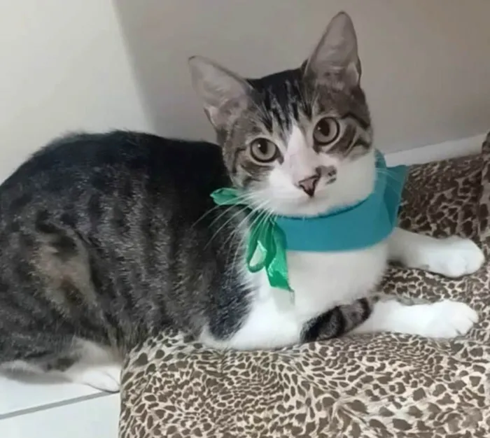 Gato ra a srd idade 1 ano nome RITINHA