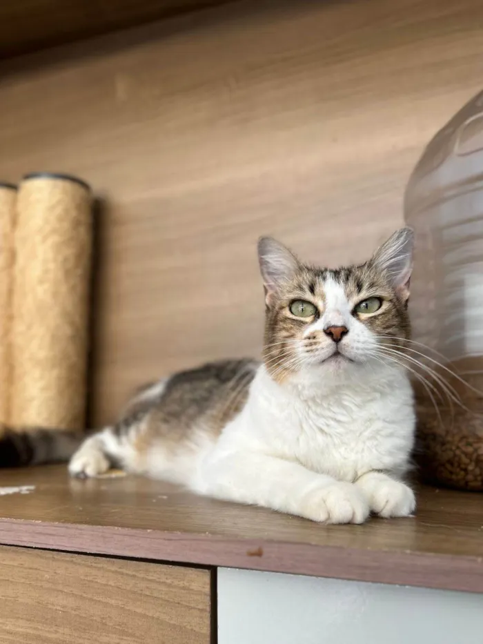 Gato ra a srd idade 1 ano nome RITINHA
