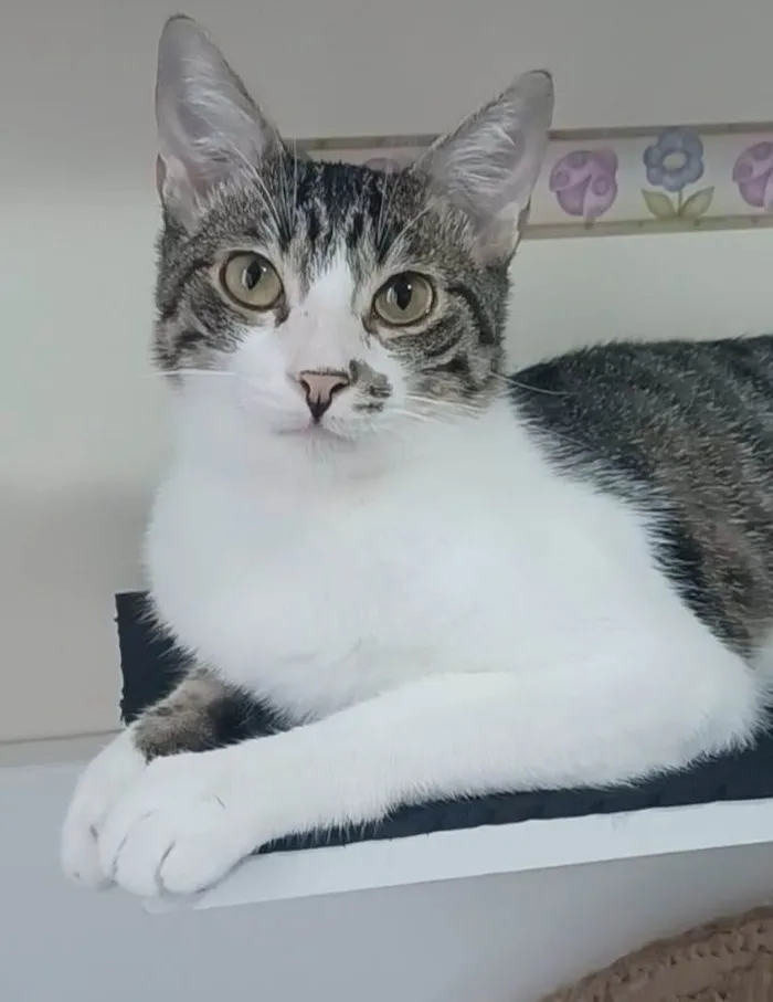 Gato ra a srd idade 1 ano nome RITINHA