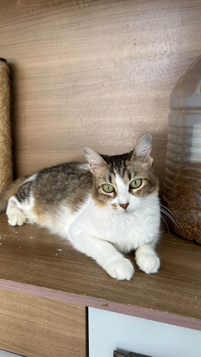 Gato ra a srd idade 1 ano nome RITINHA