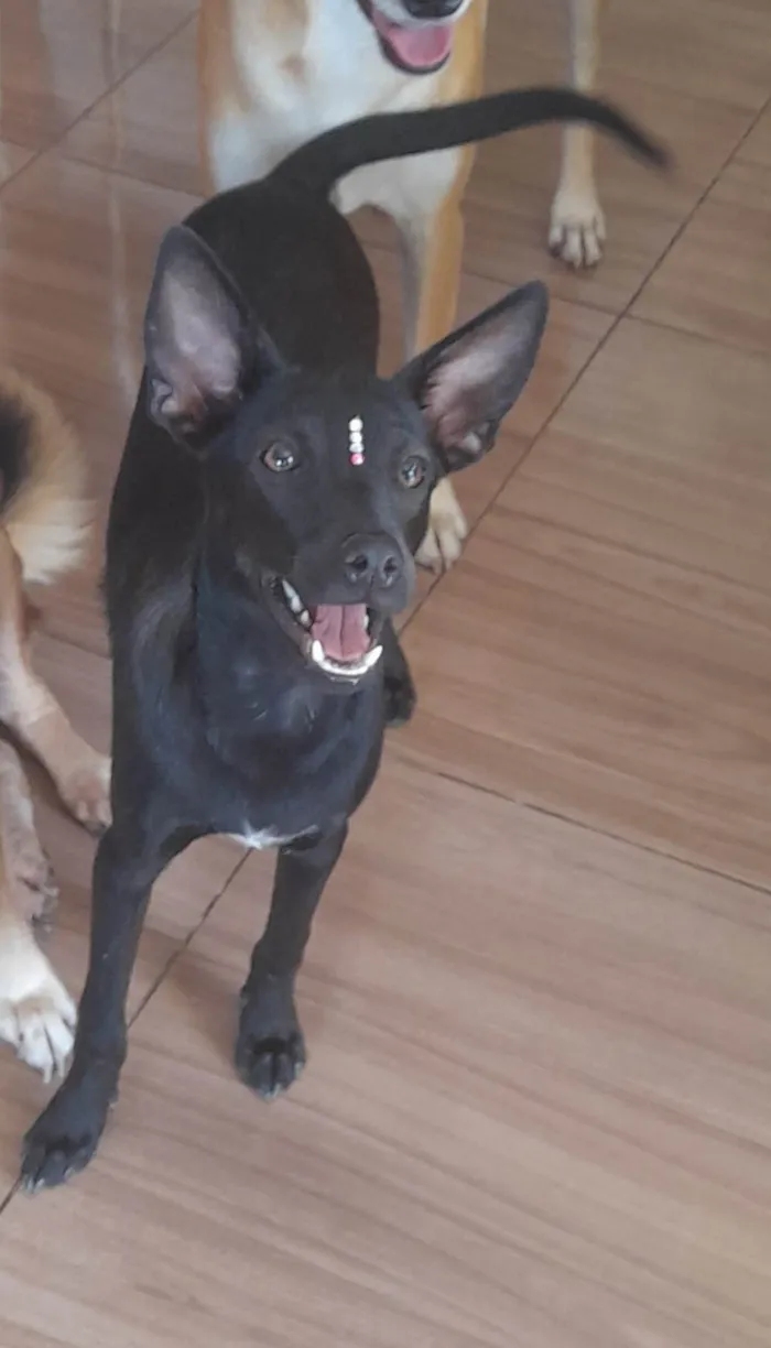 Cachorro ra a Mestiça pincher idade 1 ano nome Lilica