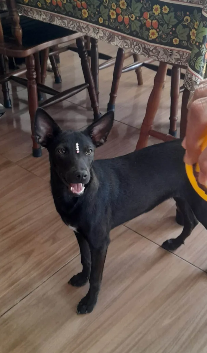 Cachorro ra a Mestiça pincher idade 1 ano nome Lilica