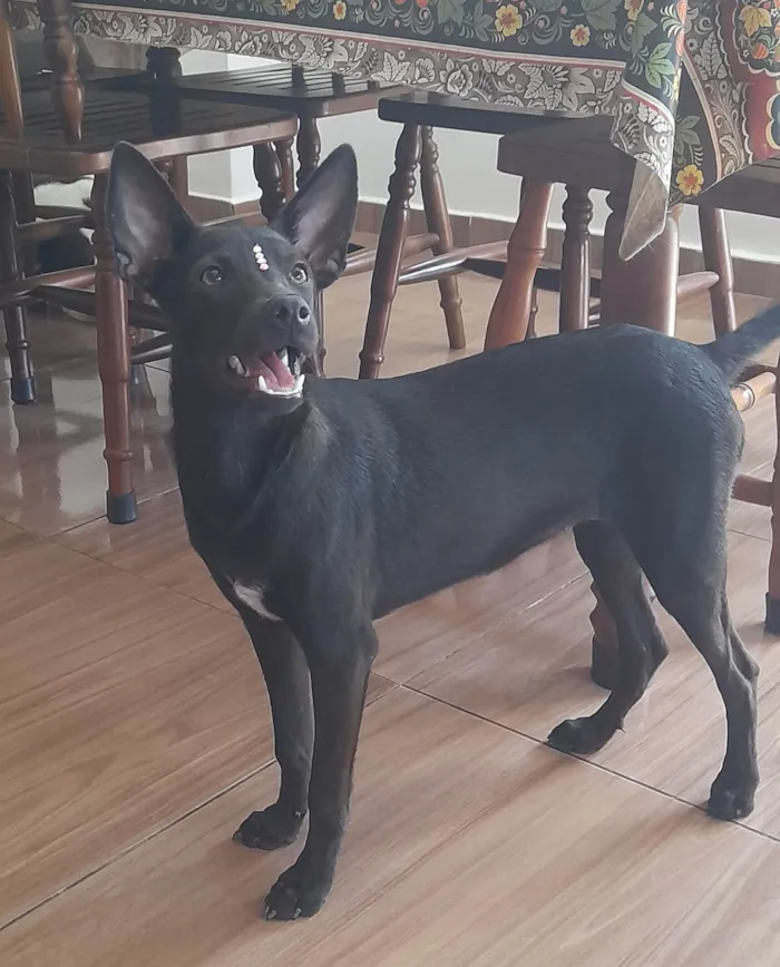 Cachorro ra a Mestiça pincher idade 1 ano nome Lilica