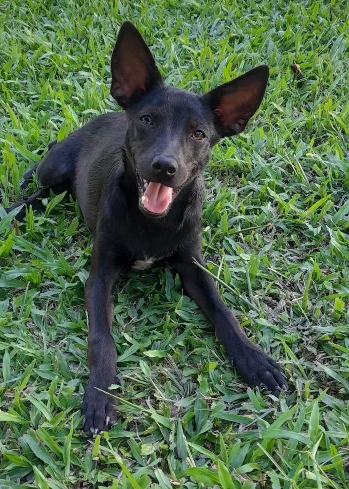 Cachorro ra a Mestiça pincher idade 1 ano nome Lilica