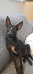 Lilica