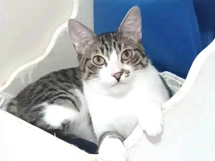Gato ra a srd idade 1 ano nome RITINHA