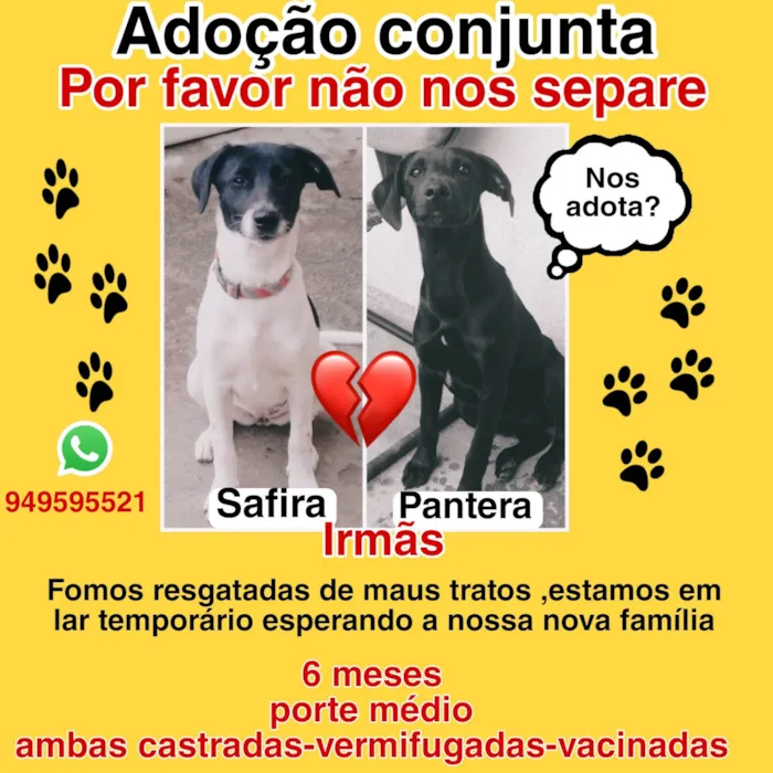 Cachorro ra a SRD-ViraLata idade 2 a 6 meses nome Pantera e Safira 