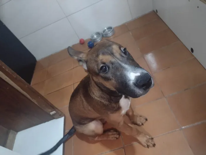 Cachorro ra a Bull terrier  idade 2 a 6 meses nome Luck