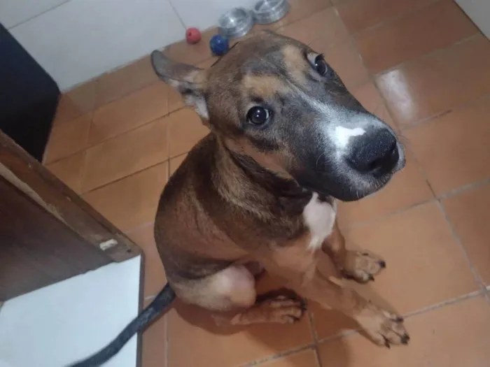 Cachorro ra a Bull terrier  idade 2 a 6 meses nome Luck