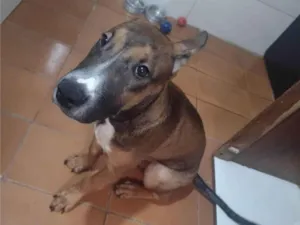 Cachorro raça Bull terrier  idade 2 a 6 meses nome Luck