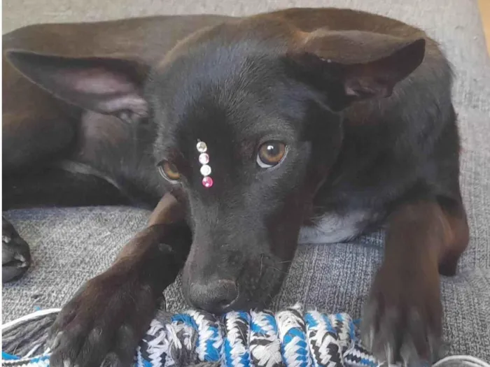 Cachorro ra a Mestiça pincher idade 1 ano nome Lilica