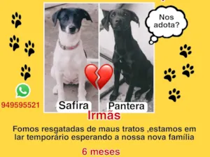 Cachorro raça SRD-ViraLata idade 2 a 6 meses nome Pantera e Safira 