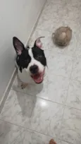 Pantera