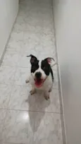 Pantera