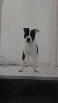 Pantera