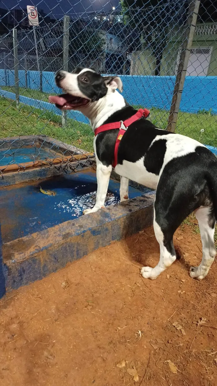 Cachorro ra a Pit-Bull idade 1 ano nome Pantera