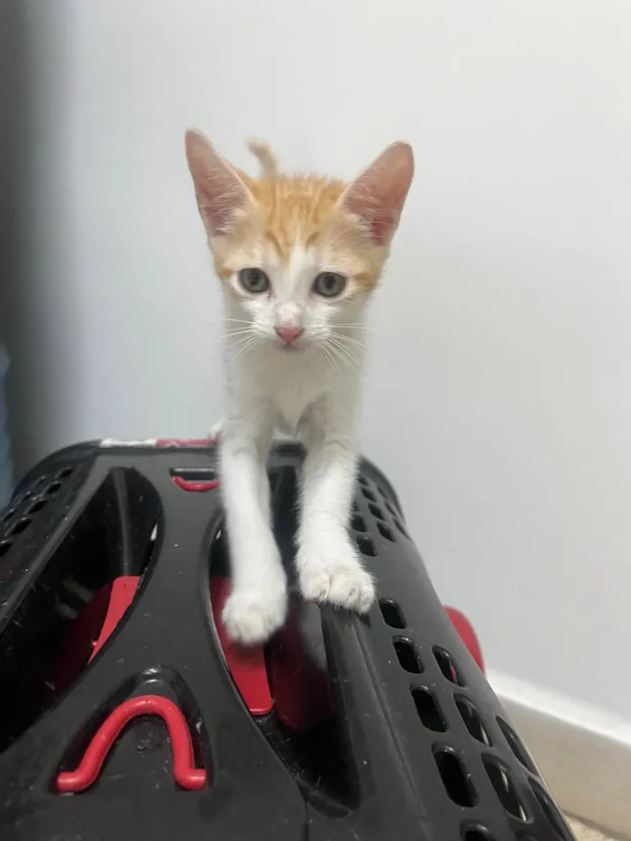 Gato ra a SRD-ViraLata idade Abaixo de 2 meses nome Liz