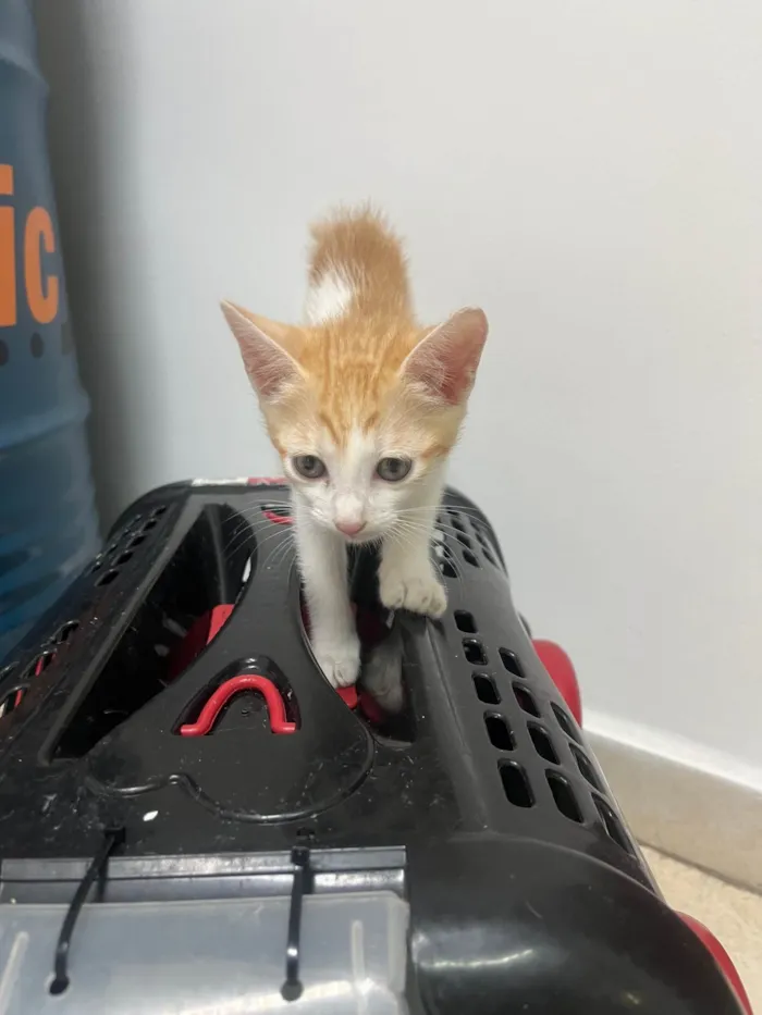Gato ra a SRD-ViraLata idade Abaixo de 2 meses nome Liz