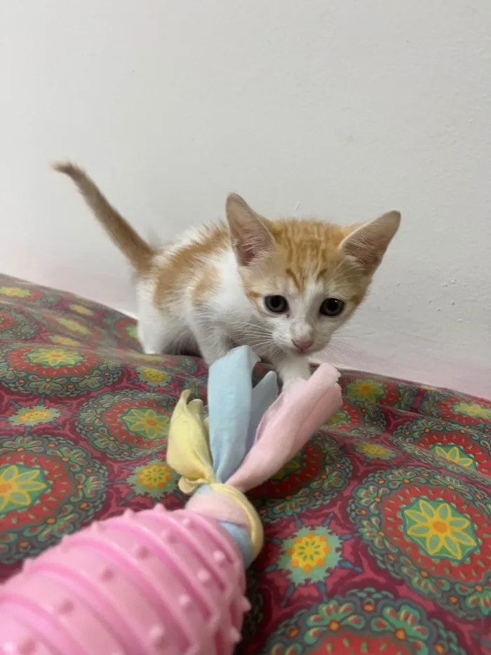 Gato ra a SRD-ViraLata idade Abaixo de 2 meses nome Liz
